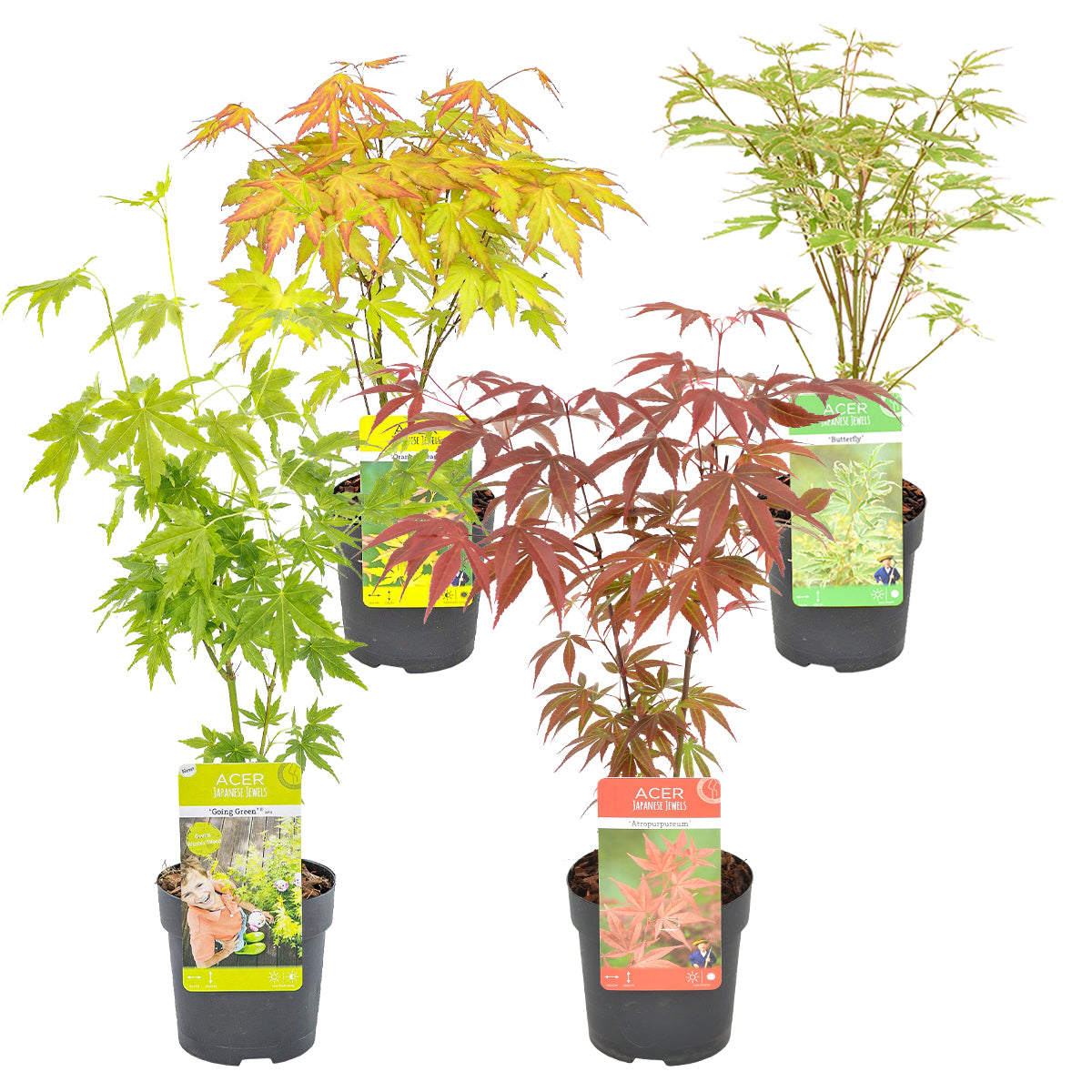 Bloomique - 4x Acer Mix - Japanse Esdoorn - ⌀10.5 cm - ↕25-30 cm