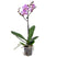 Bloomique - Orchidee - Phalaenopsis Roze - ⌀ 9 cm - ↕ 40 cm