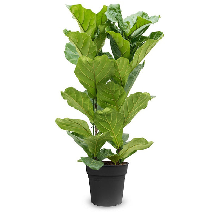 Fleurdirect Ficus Lyrata M