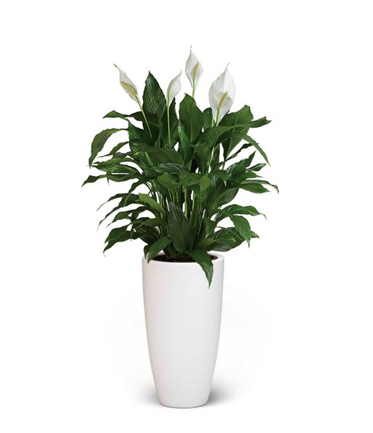 Fleurdirect Lepelplant large in Elho pot