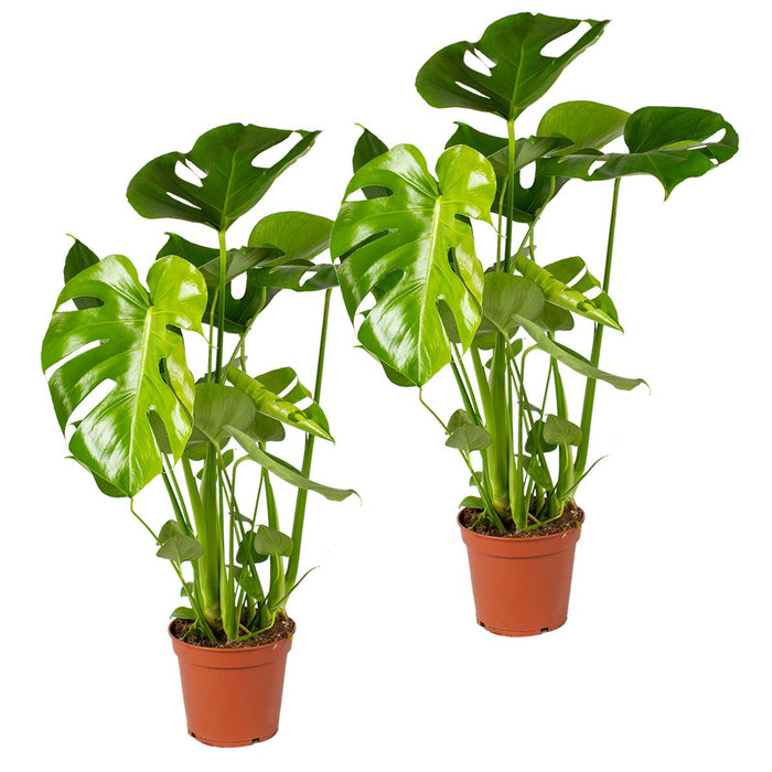 Bloomique - 2x Monstera Deliciosa - Gatenplant - ⌀17 cm - ↕50-60 cm