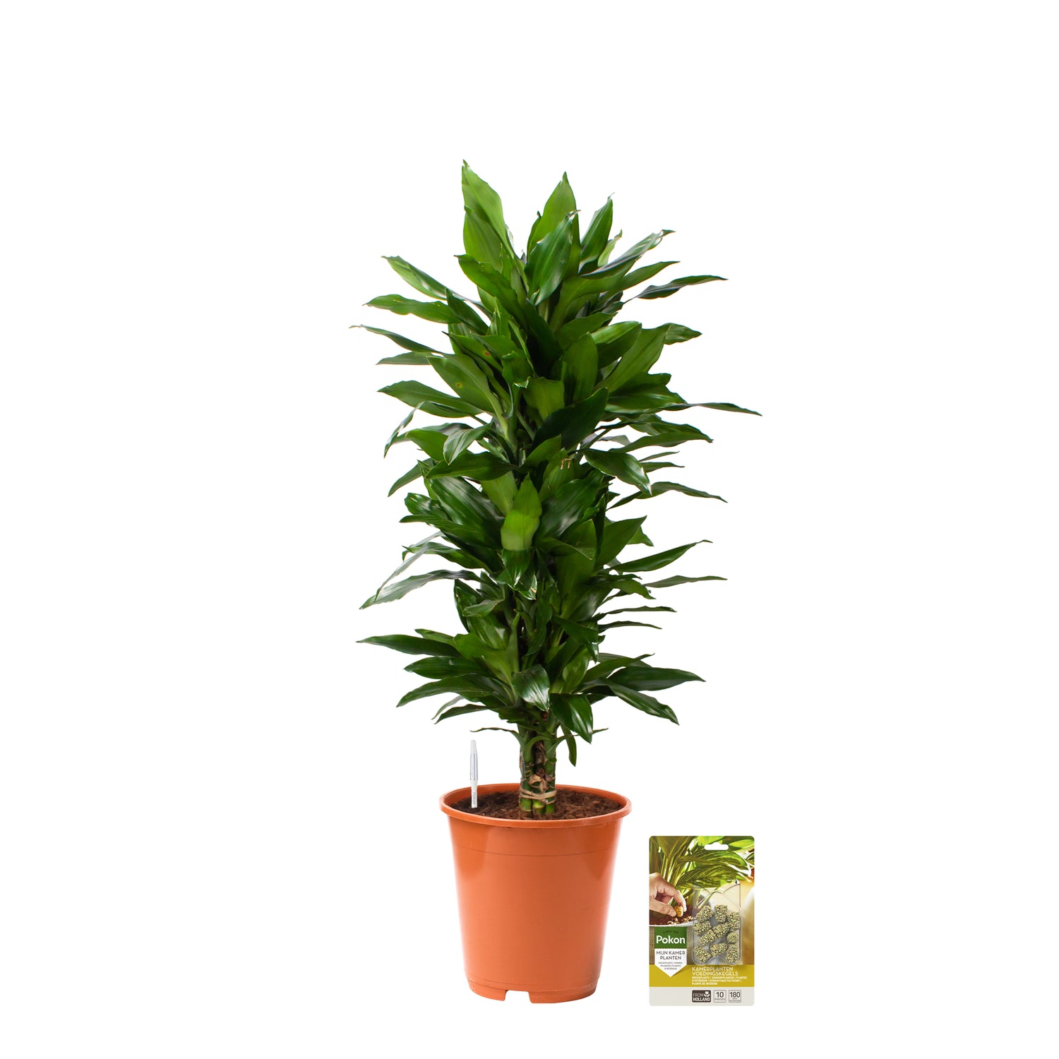 Pokon Drakenbloedboom incl. watermeter en voeding ↕100 cm