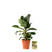 Pokon Bananenplant incl. watermeter en voeding ↕80cm