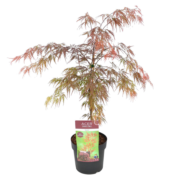 Bloomique - Acer palmatum 'Garnet’ – Japanse Esdoorn – ⌀19 - ↕50-60