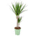 Bloomique - Drakenbloedboom - Dracaena 'Marginata' - ⌀ 17 - ↕ 75
