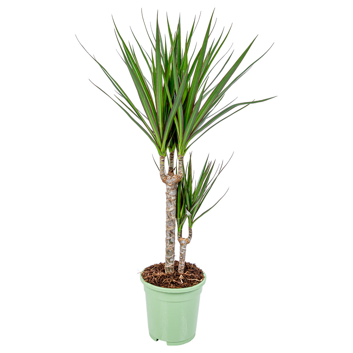 Bloomique - Drakenbloedboom - Dracaena 'Marginata' - ⌀ 17 - ↕ 75