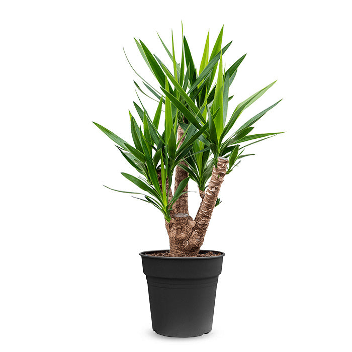 Fleurdirect Palmlelie Yucca vertakt M
