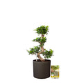 Pokon Ficus Bonsai incl. watermeter en voeding in Pot Dkr Grijs ↕70 cm