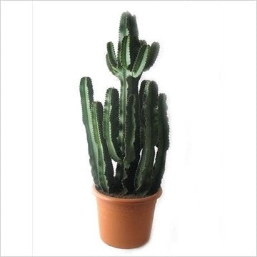 Fleur.nl | Euphorbia Ingens vertakt | Cowboycactus