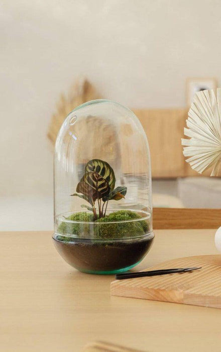 Egg - Calathea - ↑30cm | ø18cm