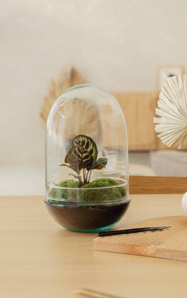 Egg - Calathea - ↑30cm | ø18cm