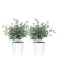 Bloomique - 2x Eucalyptus gunnii - Gomboom - ⌀14 cm - ↕25-35 cm