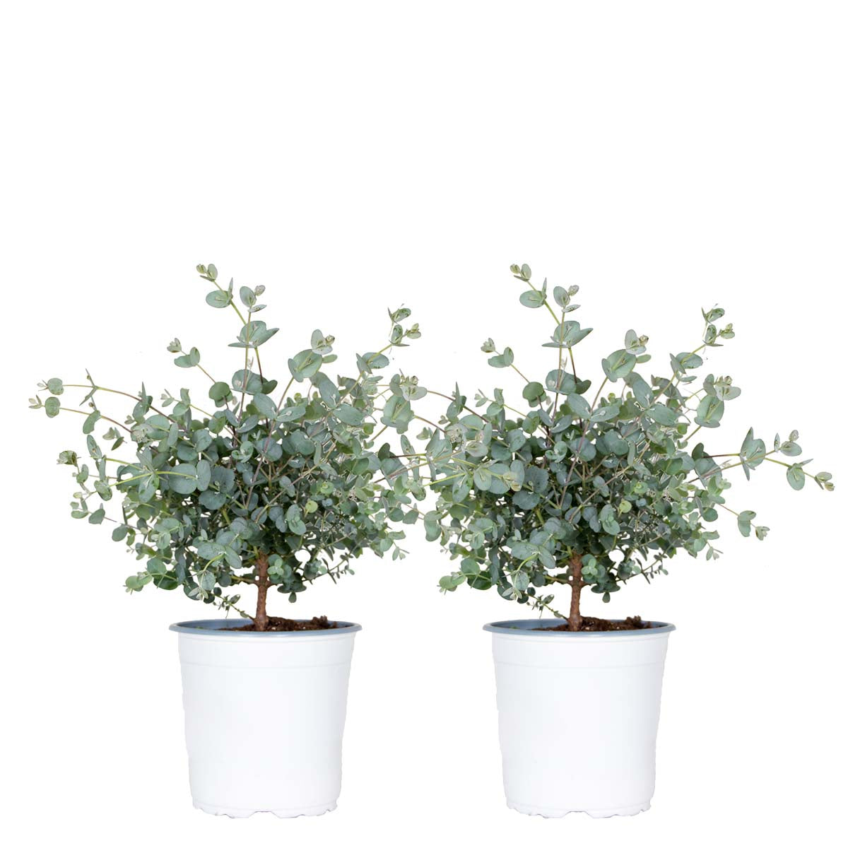 Bloomique - 2x Eucalyptus gunnii - Gomboom - ⌀14 cm - ↕25-35 cm