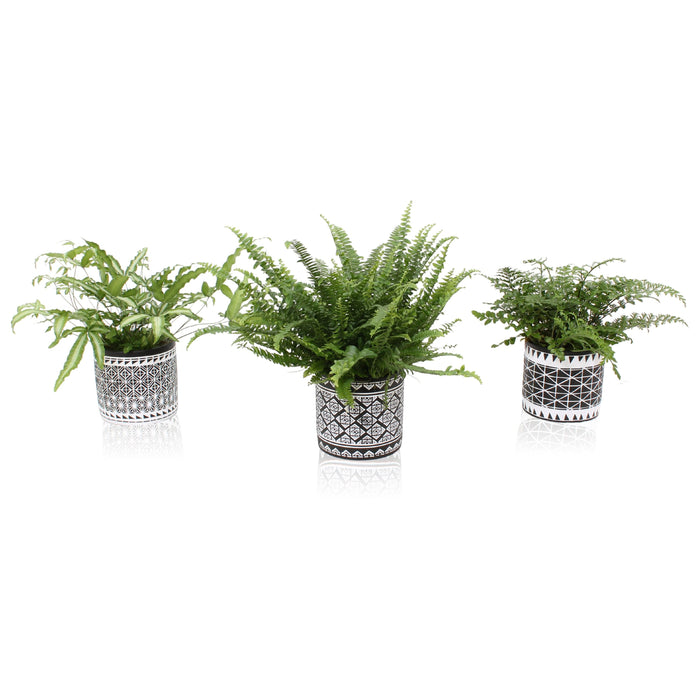 Flora@Home | Trio varen in zwart wit keramiek