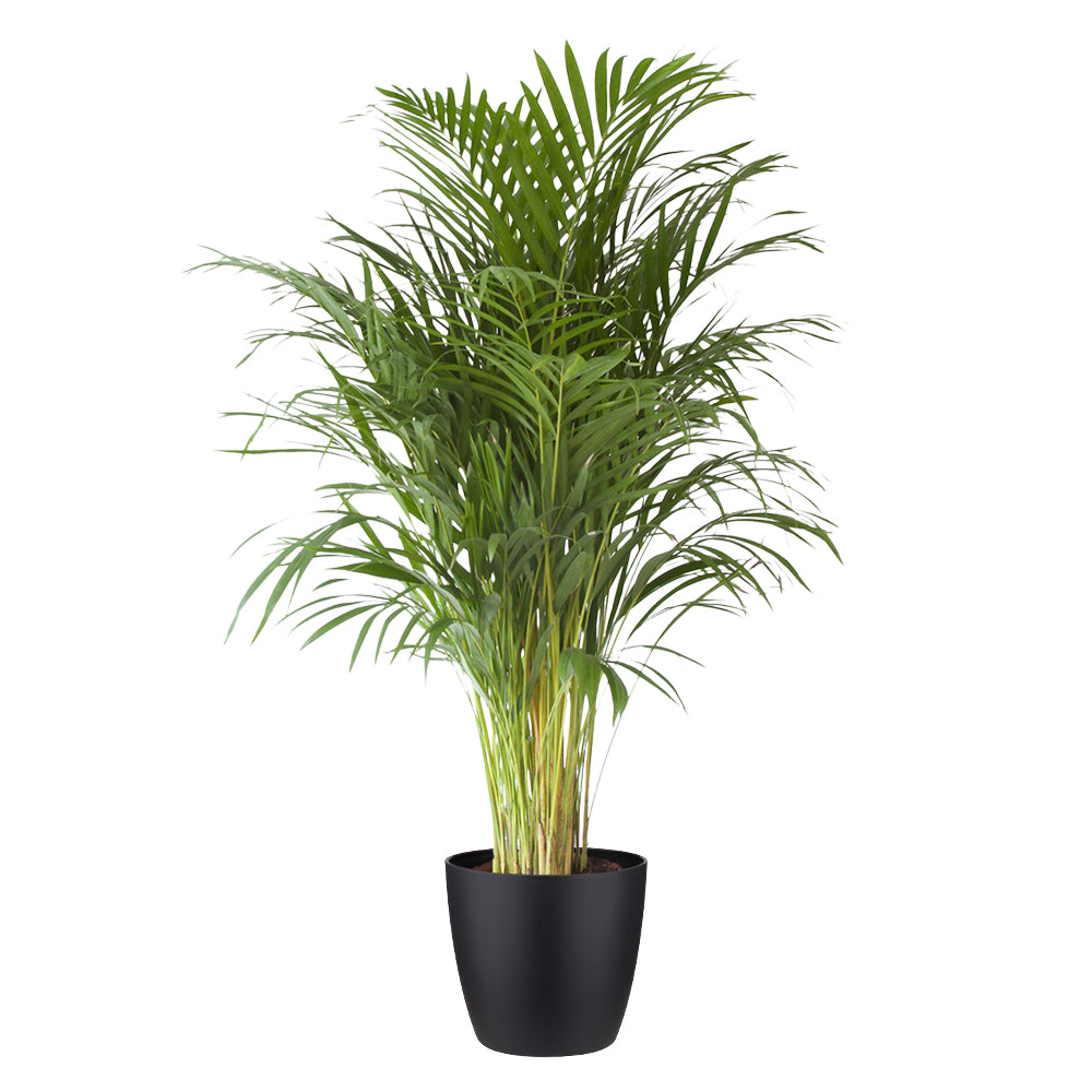Flora@Home | Areca Palm ELHO ® Pure Round (Zwart)