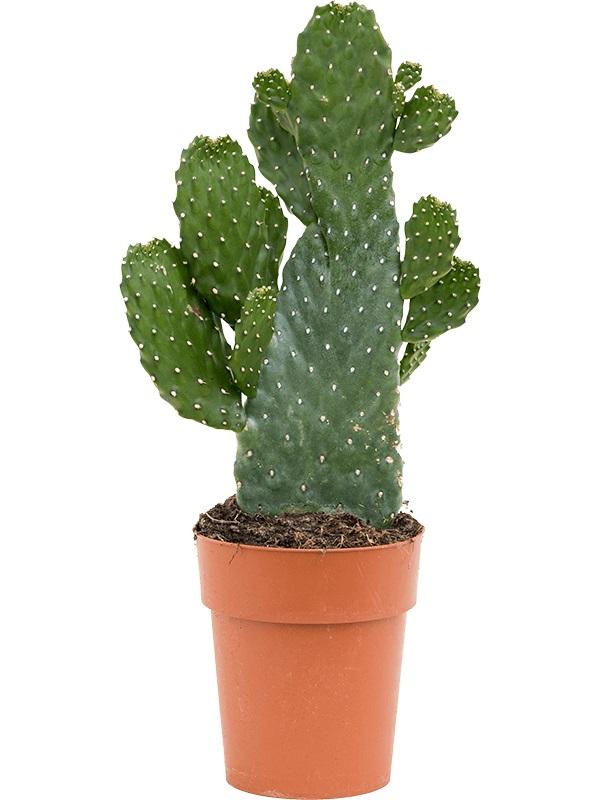 Plantenwinkel Cactus Opuntia Consolea S 30 cm kamerplant