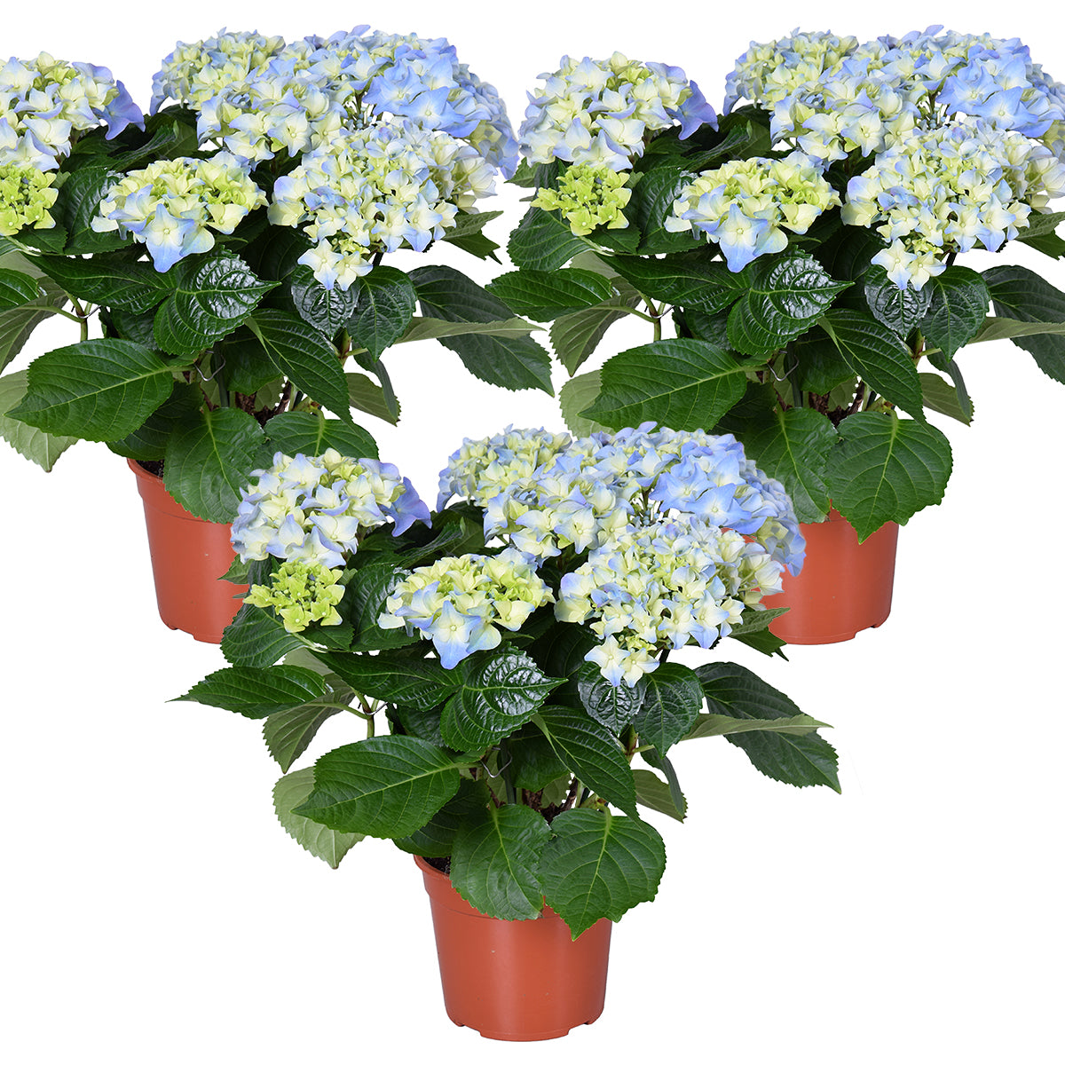 Bloomique - 3x Hydrangea 'Early Blue'– Hortensia – ⌀14 cm - ↕30-40 cm