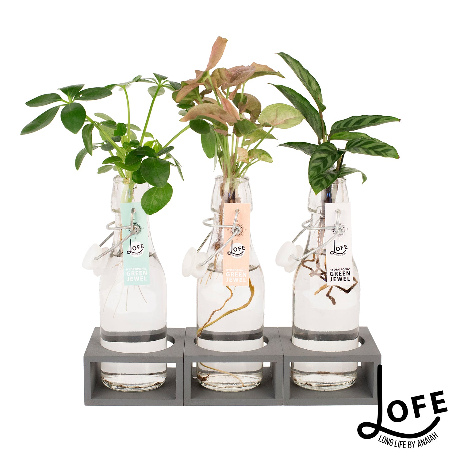 LOFE | Urban jungle op water in glas