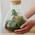Erlenmeyer - 1 botanische en Ficus Ginseng plant - ↑25cm | ø20cm