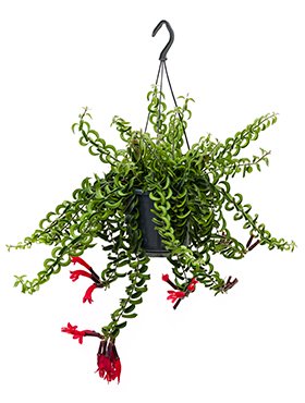 Fleur.nl Aeschynanthus Lobbianus Twister