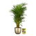 Pokon Goudpalm incl. watermeter en voeding in Pot Goud ↕125 cm