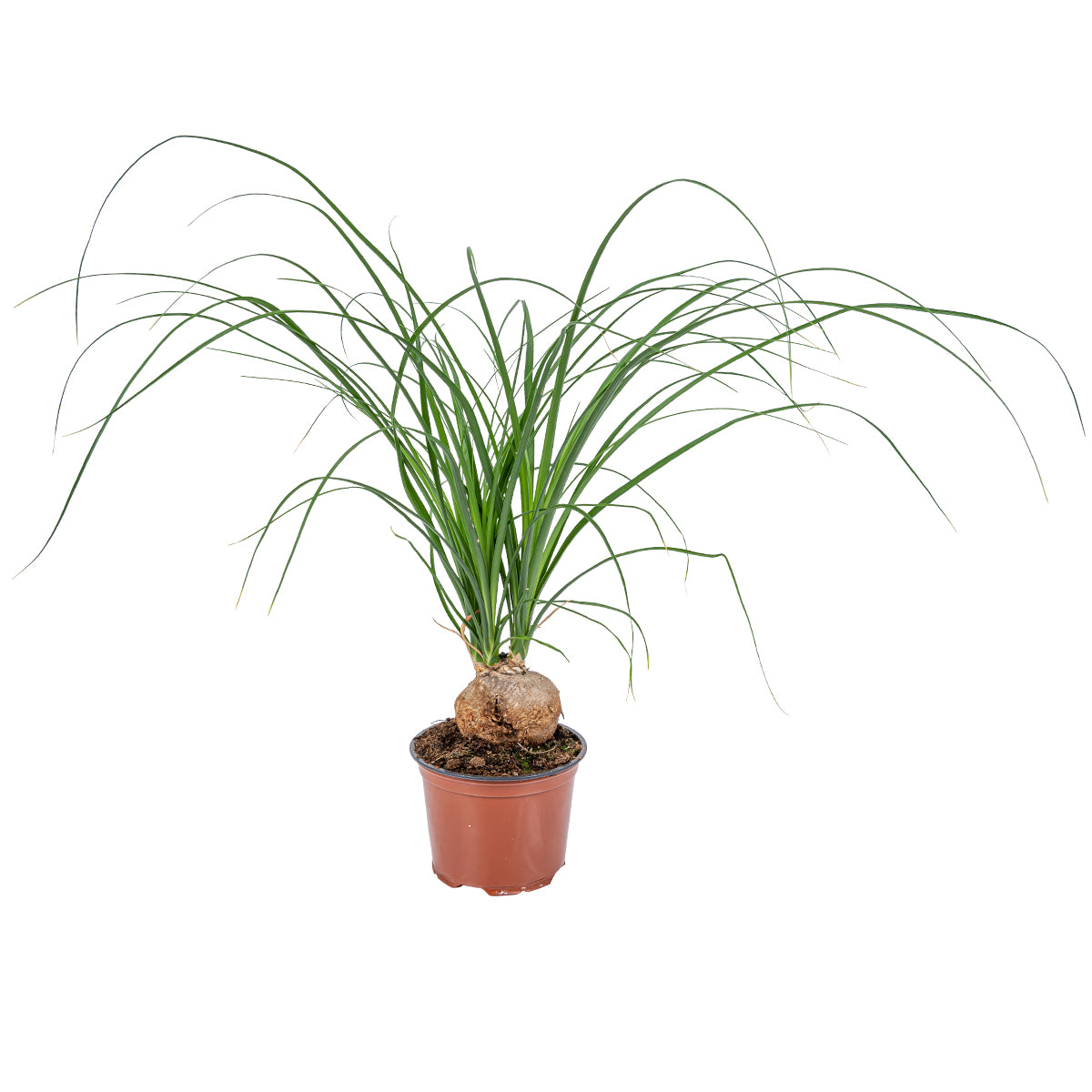 Bloomique - Beaucarnea 'Nolina' - Olifantspoot - ⌀ 12 cm - ↕ 40 cm