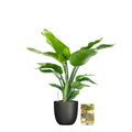 Pokon Strelitzia incl. watermeter en voeding in Pot Zwart ↕75 cm