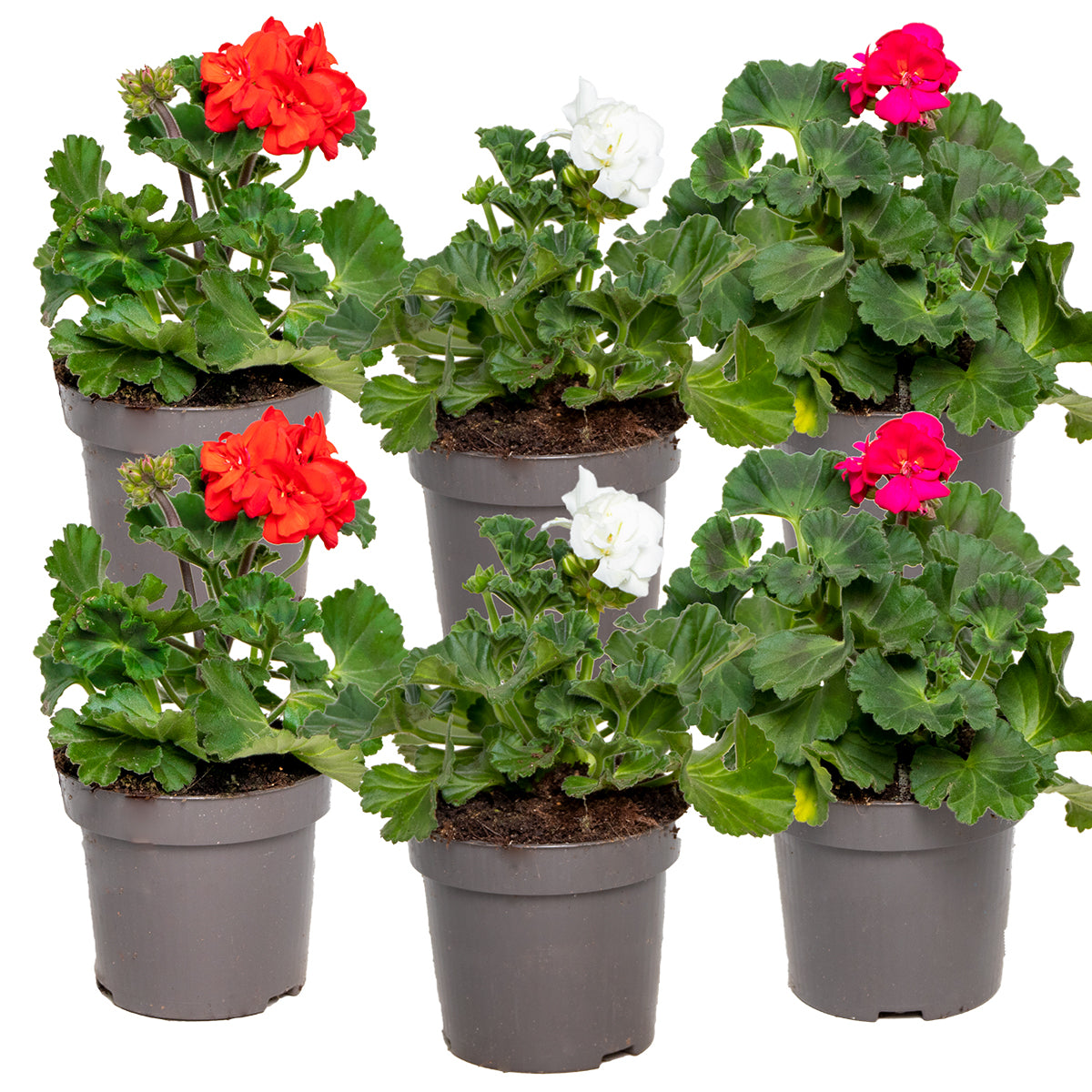 Bloomique - 6x Pelargonium Mix Staand – Geranium – ⌀10,5 - ↕15-20