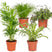 Bloomique - 4x Huisdiervriendelijk Mix – ⌀12 cm - ↕15-45 cm