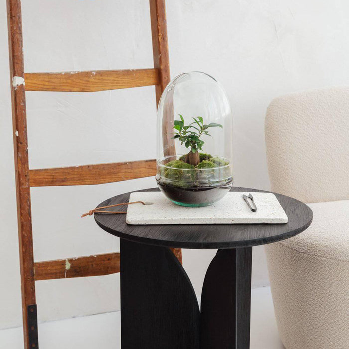 Egg - Ficus ginseng - ↑30cm | ø18cm