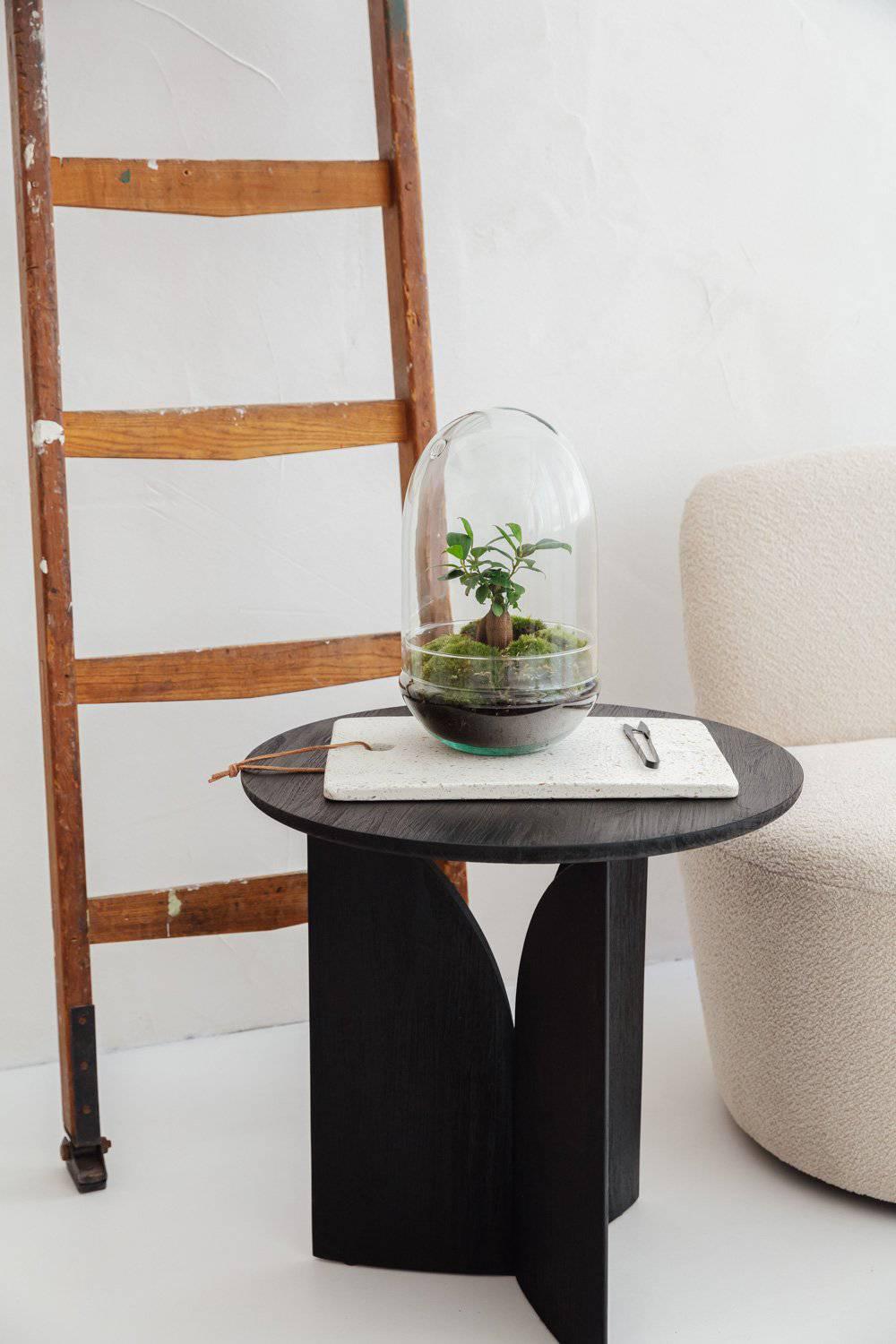 Egg - Ficus ginseng - ↑30cm | ø18cm