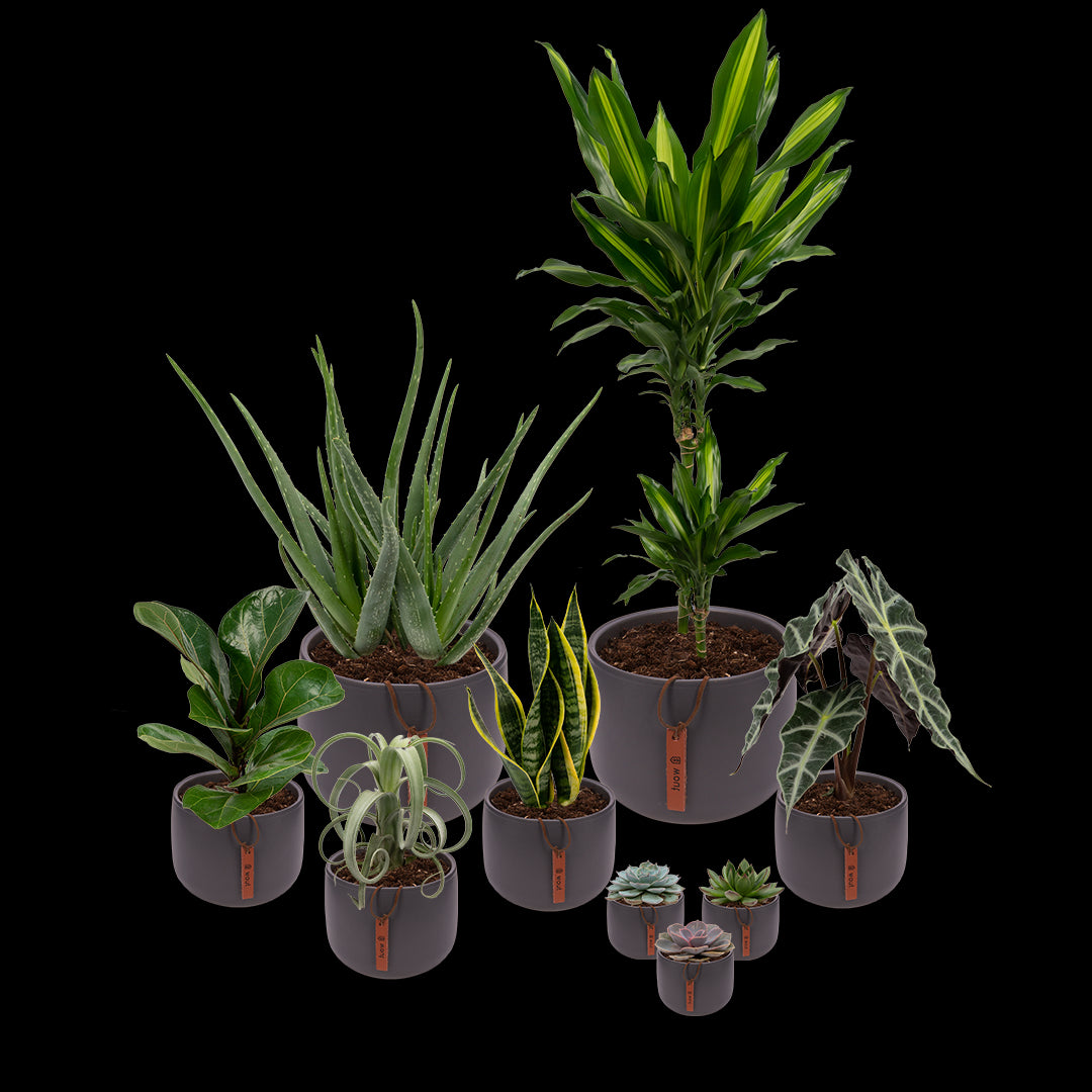 8b8214ec-a0ab-4b9a-9d94-e6a0f6d20b81-vrijstaandbeeld.jpg (6692085) 