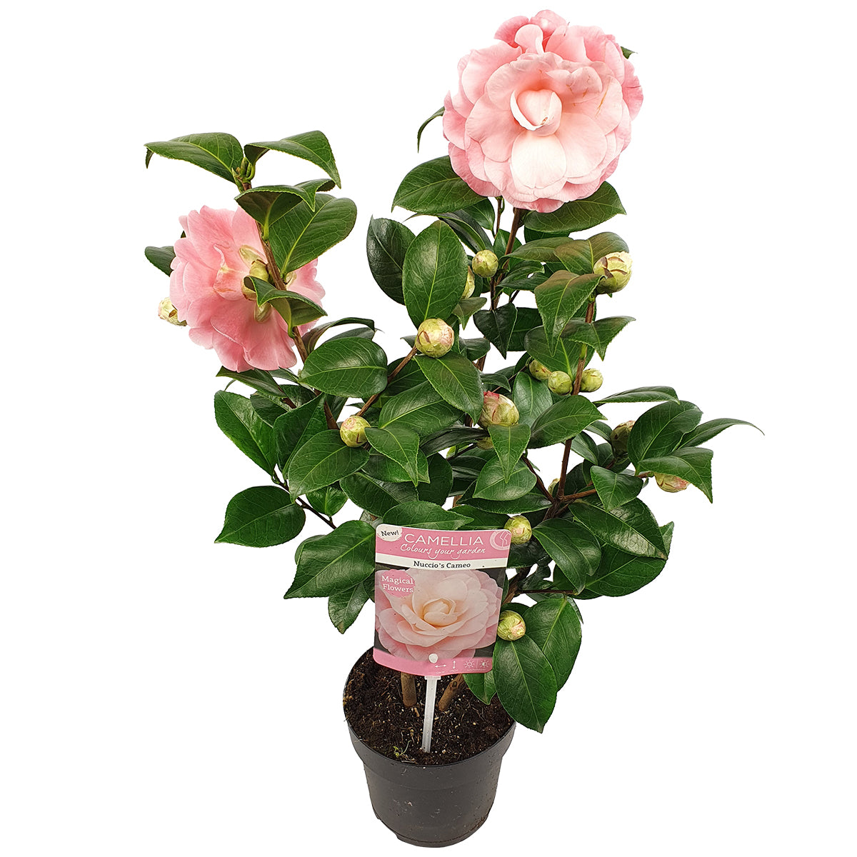 Bloomique - Camellia – Japanse roos - ⌀15 cm - ↕30-35 cm