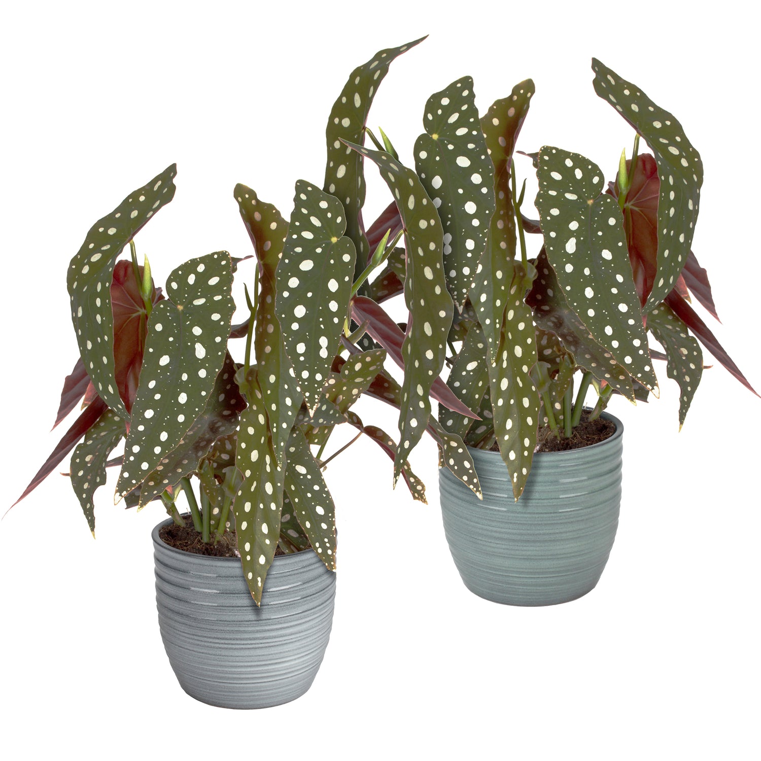 Eden Collection | Twee Begonia Maculata in trendy keramiek