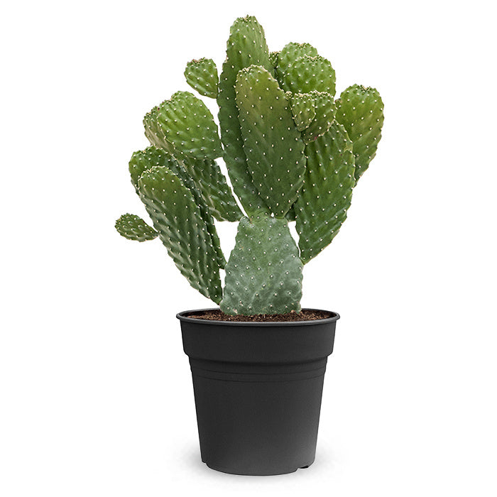 Fleurdirect Opuntia Consolea