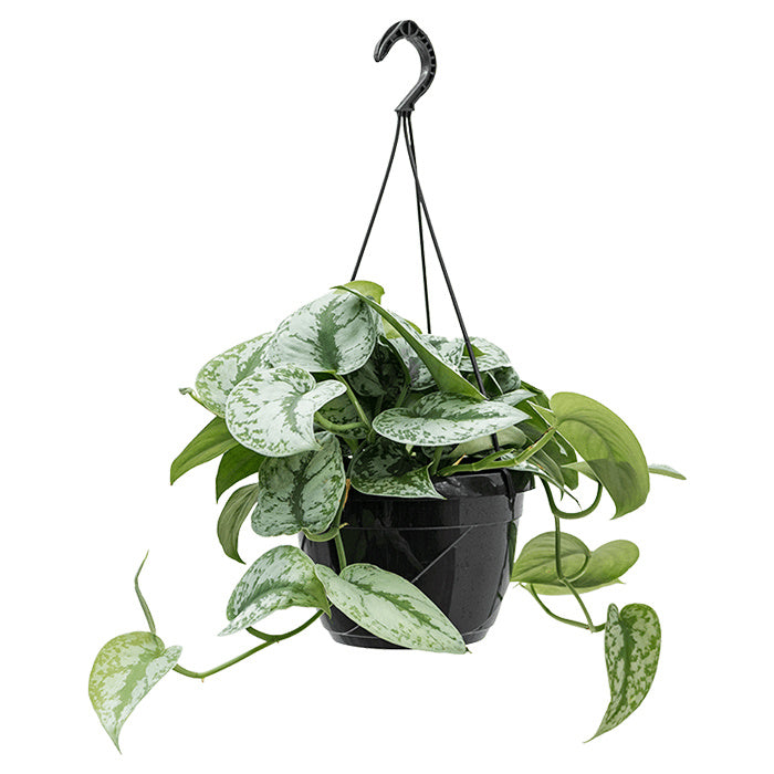 Fleurdirect Scindapsus Spikkel