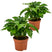 Bloomique - Koffieplant - Coffea Arabica 2x - ⌀ 12 cm - ↕ 25 cm