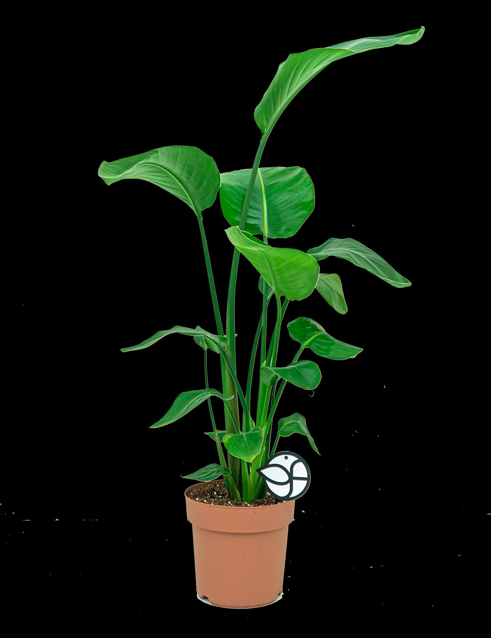 e0a67613-f2ab-416a-bf7c-86174c656ec2-vrijstaandbeeld.jpg (6693164) 