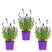 Bloomique - 3x Lavandula 'Ardèche Blue' – ⌀10,5 cm - ↕10-15 cm