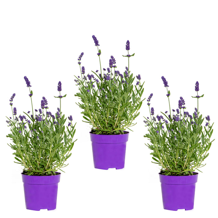 Bloomique - 3x Lavandula 'Ardèche Blue' – ⌀10,5 cm - ↕10-15 cm