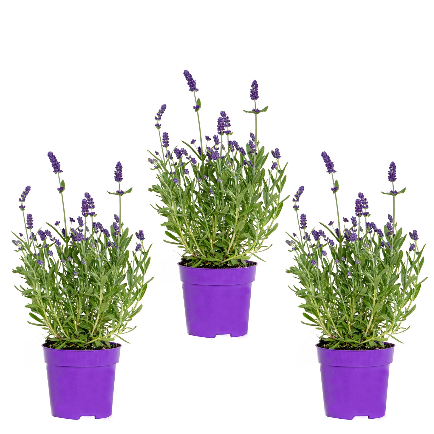 Bloomique - 3x Lavandula 'Ardèche Blue' – ⌀10,5 cm - ↕10-15 cm