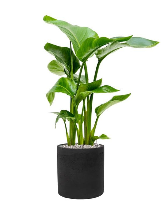 Plantenwinkel Plant in Pot Strelitzia Nicolai 85 cm kamerplant in