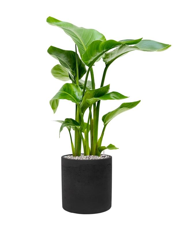 Plantenwinkel Plant in Pot Strelitzia Nicolai 85 cm kamerplant in