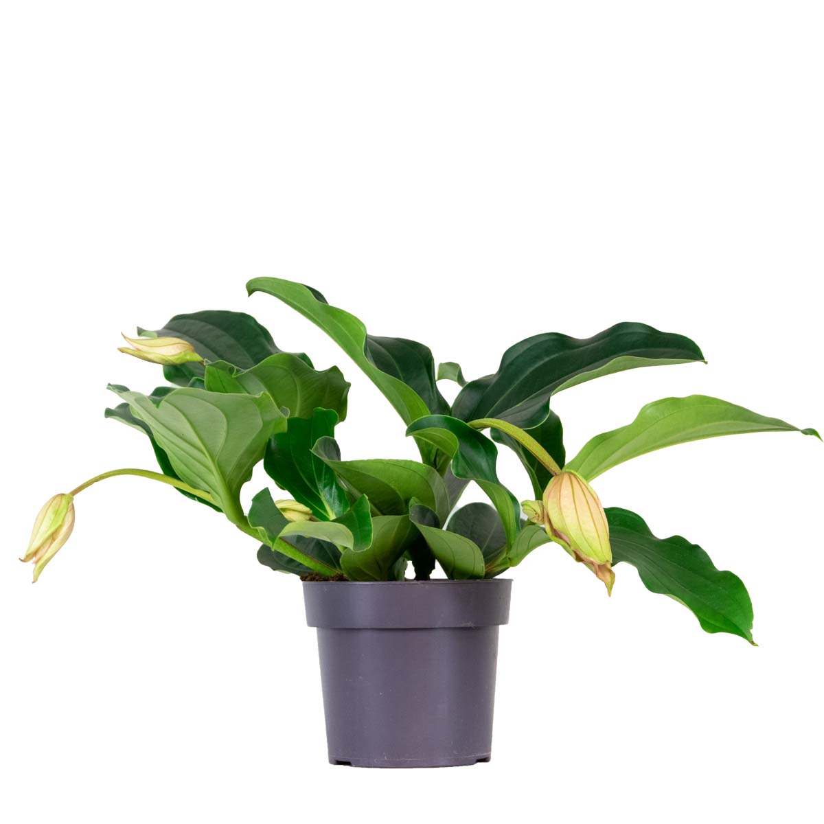 Bloomique - Medinilla  'Lambada' – Trosbloem – ⌀10,5 - ↕20-25