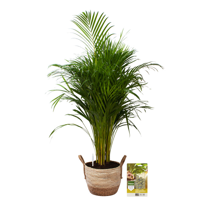 Pokon Goudpalm incl. watermeter en voeding in Mand ↕125 cm