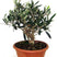 Fleurdirect Olijfboom Bonsai