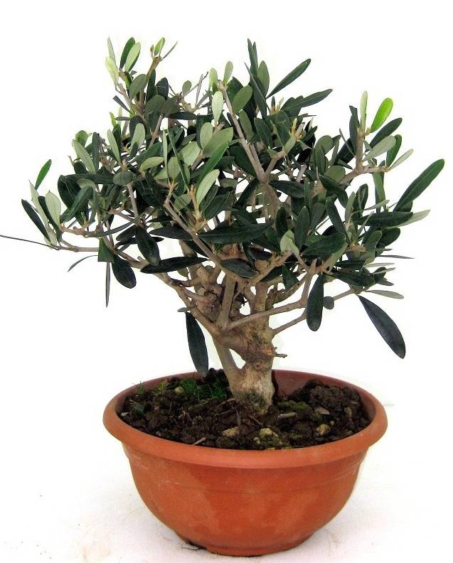 Fleurdirect Olijfboom Bonsai