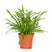Bloomique - Nephrolepis Duffi P12H15