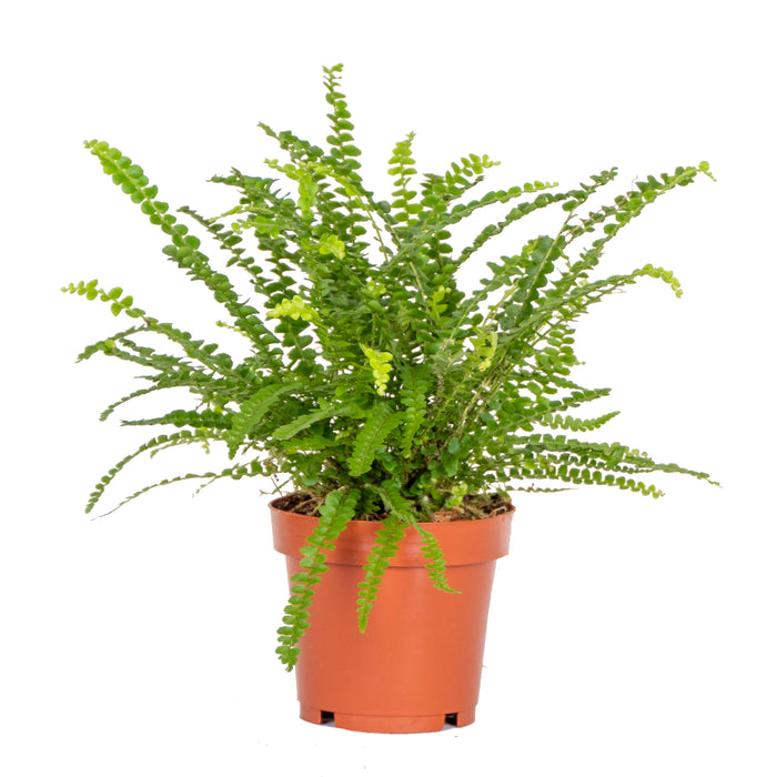 Bloomique - Nephrolepis Duffi P12H15