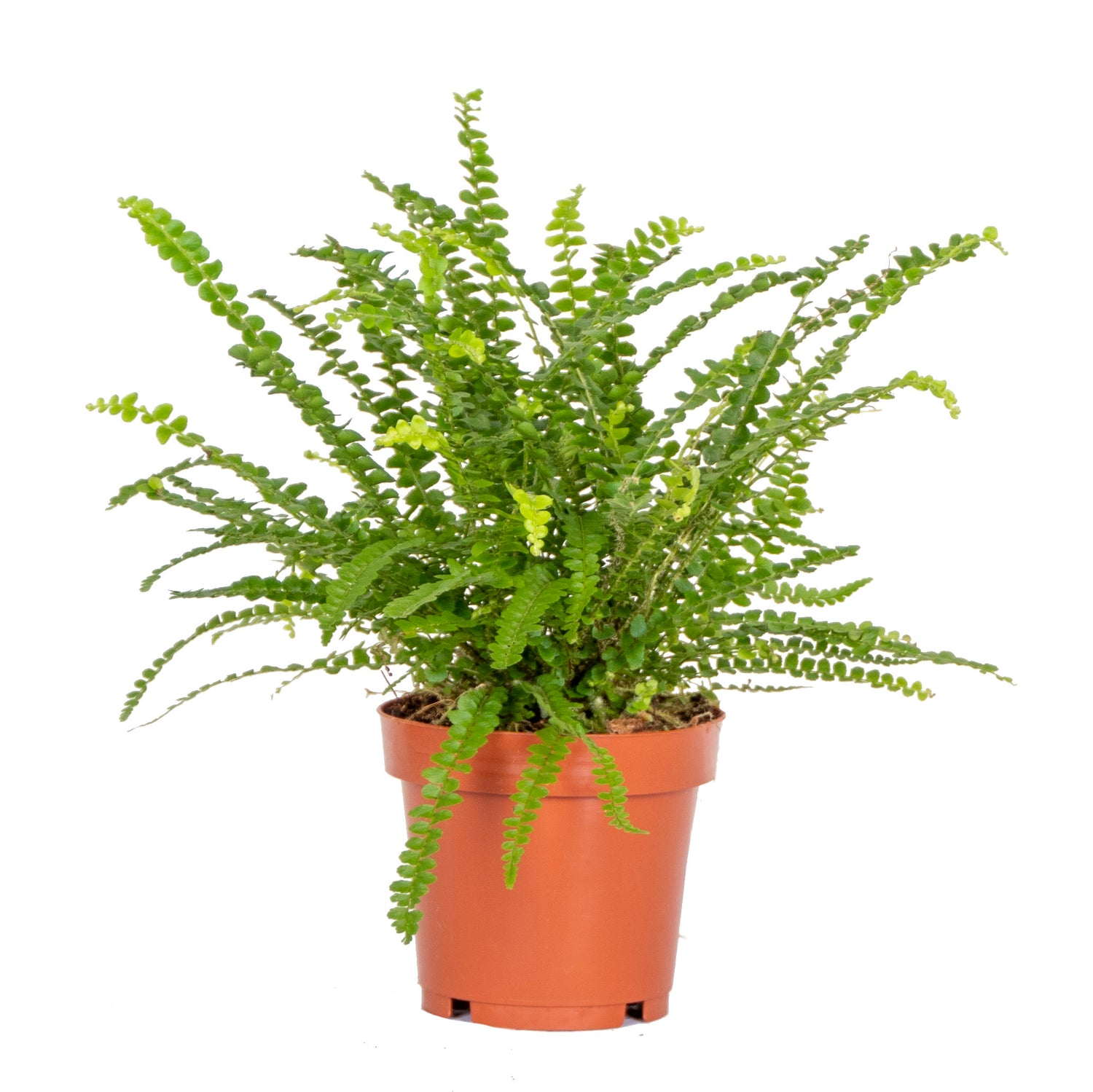 Bloomique - Nephrolepis Duffi P12H15
